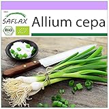 SAFLAX - Ecológico - Cebolla de primavera - Cebolla de Lisboa blanca - 150 semillas - Allium cepa Foto, éxito de ventas 2024-2023 nuevo, mejor precio 3,95 € revisión