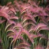 100 Seeds/Bag Pink Foxtail Barley Ornamental Grass Seeds Home Garden Seeds Photo, bestseller 2024-2023 new, best price $13.99 ($0.14 / Count) review