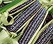 Photo David's Garden Seeds Corn Dent Blue Hopi 3448 (Blue) 50 Non-GMO, Heirloom Seeds new bestseller 2024-2023