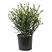 Photo Wintergreen Boxwood (2.4 Gallon) Low-Maintenance Evergreen Hedge Shrub - Full Sun Live Outdoor Plant new bestseller 2024-2023
