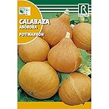 Semillas de Calabaza potimarron Foto, éxito de ventas 2025-2024 nuevo, mejor precio 1,62 € revisión