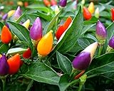 NIKA SEEDS - Vegetable Ornamental Pepper Mix Indoor Decorative Rainbow Plant - 30 Seeds Photo, bestseller 2024-2023 new, best price $7.95 review