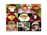 100 PCS cara del mono orquídea tropical de la mezcla Semillas Planta rara flor exótica Bonsai Foto, éxito de ventas 2024-2023 nuevo, mejor precio 4,99 € revisión