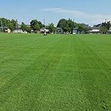 Outsidepride Arden 15 Hybrid Bermuda Grass Seed - 2 LBS Photo, bestseller 2024-2023 new, best price $59.99 review