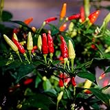 David's Garden Seeds Pepper Ornamental Tabasco 4166 (Red) 50 Non-GMO, Open Pollinated Seeds Photo, bestseller 2024-2023 new, best price $3.95 review