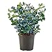 Photo Shrub O'Neal Blueberry, 1 Gallon, Deep Green Foliage with Rich Blue Berries new bestseller 2024-2023