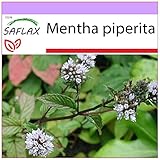 SAFLAX - Menthe poivrée - 300 graines - Mentha piperita Photo, best-seller 2024-2023 nouveau, meilleur prix 3,75 € (0,01 € / unité) examen