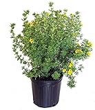 Potentilla frut. 'Gold Finger' (Cinquefoil) Shrub, bright yellow flowers, #3 - Size Container Photo, bestseller 2024-2023 new, best price $41.33 review