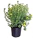 Photo Potentilla frut. 'Gold Finger' (Cinquefoil) Shrub, bright yellow flowers, #3 - Size Container new bestseller 2024-2023