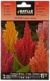 Celosia PLUMOSA variada Foto, éxito de ventas 2025-2024 nuevo, mejor precio 1,88 € revisión