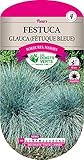 Festuca Glauca Graminée Photo, best-seller 2025-2024 nouveau, meilleur prix 6,00 € examen