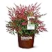 Photo Southern Living Obsession Nandina 2 Gal, Bright Red Foliage new bestseller 2024-2023