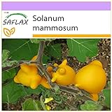 SAFLAX - Ubre de vaca - 10 semillas - Solanum mammosum Foto, éxito de ventas 2024-2023 nuevo, mejor precio 3,95 € revisión
