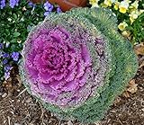 NIKA SEEDS - Vegetable Flowering Kale Mix (Ornamental Cabbage) Fringed - 50-100 Seeds Photo, bestseller 2024-2023 new, best price $8.95 review
