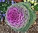 Photo NIKA SEEDS - Vegetable Flowering Kale Mix (Ornamental Cabbage) Fringed - 50-100 Seeds new bestseller 2024-2023