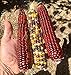 Photo 20 Graines de rare Maïs: Multicolor Fiesta et Rouge Strawberry nouveau best-seller 2024-2023