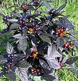 Black Pearl Hot Pepper Plant - Ornamental/Edible - Hottest Pearl Pepper-2.5