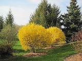 Lynwood Gold Forsythia Bush - Yellow Flowering Shrub - Live Plants Shipped 2 Feet Tall by DAS Farms (No California) Photo, bestseller 2024-2023 new, best price $44.95 review