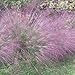 Photo Outsidepride Love Grass Purple - 1000 Seeds new bestseller 2024-2023