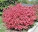 Photo 10 Dwarf Burning Bush Hardy Shrub Plants-Euonymus alatus Hardy Shrub Plants new bestseller 2024-2023