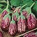 Photo David's Garden Seeds Eggplant Shooting Stars 1315 (Purple) 50 Non-GMO, Heirloom Seeds new bestseller 2024-2023