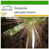 SAFLAX - Secuoya roja - 50 semillas - Con sustrato estéril para cultivo - Sequoia sempervirens Foto, éxito de ventas 2024-2023 nuevo, mejor precio 4,45 € revisión