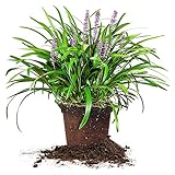 Royal Purple LIRIOPE - Size: 1 Gallon, Live Plant, Includes Special Blend Fertilizer & Planting Guide Photo, bestseller 2024-2023 new, best price $22.13 review