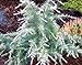 Photo Silver Mist Deodar Cedar - Dwarf Shrub With White-Tipped Leaves - 3 -Year Live Plant new bestseller 2024-2023