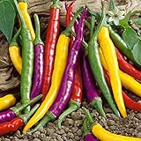 NIKA SEEDS - Vegetable Ornamental Chili Pepper Mix Decorative Rainbow Plant - 30 Seeds Photo, bestseller 2024-2023 new, best price $7.95 review