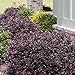 Photo Purple Diamond Loropetalum (2 Gallon) Flowering Evergreen Shrub with Purple Foliage and Pink Blooms - Full Sun to Part Shade Live Outdoor Plant - Southern Living Plants… new bestseller 2024-2023