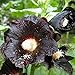 Foto Schwarze Stockrose – Schwarze Malve - Bienenweide - Zier- / Arzneipflanze – Althaea (Alcea) rosea var. Nigra – 100 Samen neu Bestseller 2024-2023