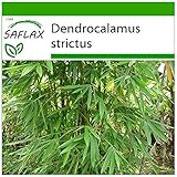 SAFLAX - Bambú de Calcuta - 50 semillas - Con sustrato estéril para cultivo - Dendrocalamus strictus Foto, éxito de ventas 2024-2023 nuevo, mejor precio 4,45 € revisión