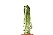 foto PIANTE GRASSE VERE RARE Lophocereus Schotti V.Maior Mostruoso in vaso coltivazione 16cm Produzione viggiano Cactus Succulente nuovo bestseller 2024-2023