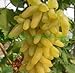 foto Pinkdose bonsai Uva rara 30 pz/pacco Piante da cortile, frutta deliziosa, dito d'oro Uva Decorazione da giardino Fiore bonsai: 14 nuovo bestseller 2024-2023