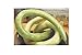 foto 5 x Siceraria Lagenaria Cucuzi - Serpenti - Patisson Semi Zucca KS142 nuovo bestseller 2024-2023