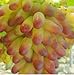 foto Pinkdose Piante da cortile bonsai, frutta deliziosa -, uva d'oro 30 pezzi/confezione: 2 nuovo bestseller 2024-2023