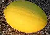 PlenTree 50 Semi di Melone Oliviya foto, bestseller 2024-2023 nuovo, miglior prezzo  recensione