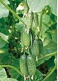 Plantree Semi di ortaggi Cetriolo Vlatko F1 Organicamente Cresciuto Ibrido Russo Non OGM foto, bestseller 2024-2023 nuovo, miglior prezzo  recensione