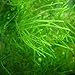 foto Tropica - Taxiphyllum barbieri 1-2 Grow (Java Moss) - Piante d'acquario nuovo bestseller 2024-2023
