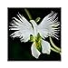foto Semi di Raduga, AUTFIT Giapponese Egretta Bianca Piante di Orchidee Semi di Fiori per Bonsai, Giardino, Cortile （100pcs） nuovo bestseller 2024-2023