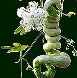 Vista Semi di zucca a serpente lunghi come frutti di serpente e verdure a circa 1,5 m Semi di zucca stagioni facili fagioli di serpente commestibili foto, bestseller 2024-2023 nuovo, miglior prezzo EUR 9,99 recensione