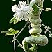 foto Vista Semi di zucca a serpente lunghi come frutti di serpente e verdure a circa 1,5 m Semi di zucca stagioni facili fagioli di serpente commestibili nuovo bestseller 2024-2023
