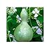 foto 10 x Zucca Pianta a Bottiglia Vogelhaus-Patisson Seme Giardino KS301 nuovo bestseller 2024-2023