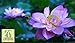 foto Liveseeds - Ciotola di loto / acqua giglio di fiori di semi / bonsai semi di loto / stagni / colore viola / 5 semi nuovo bestseller 2024-2023
