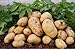 foto Pinkdose 100pcs Giant & amp; I semi di patate viola anti-rughe Nutrizione verde vegetale per il giardino domestico di semina di piante di patate giardino rare: 6 nuovo bestseller 2024-2023