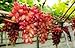 foto Pinkdose Semi d'uva, Arcobaleno anziani Cortile piante, semi delizioso frutto, 100 particelle/bag: 6 nuovo bestseller 2024-2023