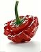 Foto PLAT FIRM GERMINATIONSAMEN: 50 - Seeds: Scotch Bonnet Hot Pepper Samen (rot Stamm 3) - geformt wie ein Patisson neu Bestseller 2022-2021