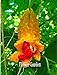 foto SEMI PLAT FIRM-Loss Promozione! Semi di verdure Momordica charantia zucca amara, Balsam, cetriolo, i familiari del giardino 20pcs / pack # 6CGLH5 nuovo bestseller 2024-2023