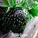 foto Nuovi semi dolce 100 Semi / Seeds Semi Borsa frutta nera fragola Bonsai Piante per la casa e giardino vaso da giardino fragole, # JQPRZP nuovo bestseller 2024-2023