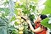 Foto Vistaric 30 teile/beutel Importiert Kürbiskerne Outdoor Sukkulenten Cucurbita Golddraht Kürbis Bonsai Topf Gemüseanlage für Garten Decor 12 neu Bestseller 2022-2021